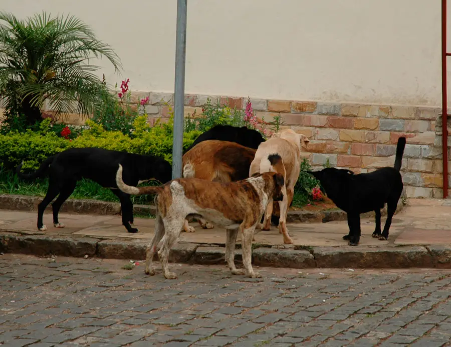 Abandonados e marginalizados na Romênia (Foto: Reprodução Google)