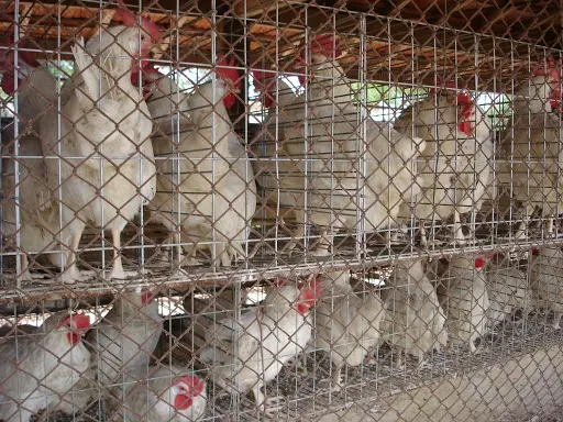 Galinhas são criadas com espaço menor que uma folha de papel A4 para se mover. Foto: Stoa 