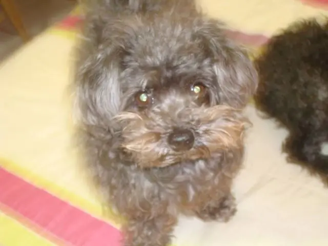 FRED