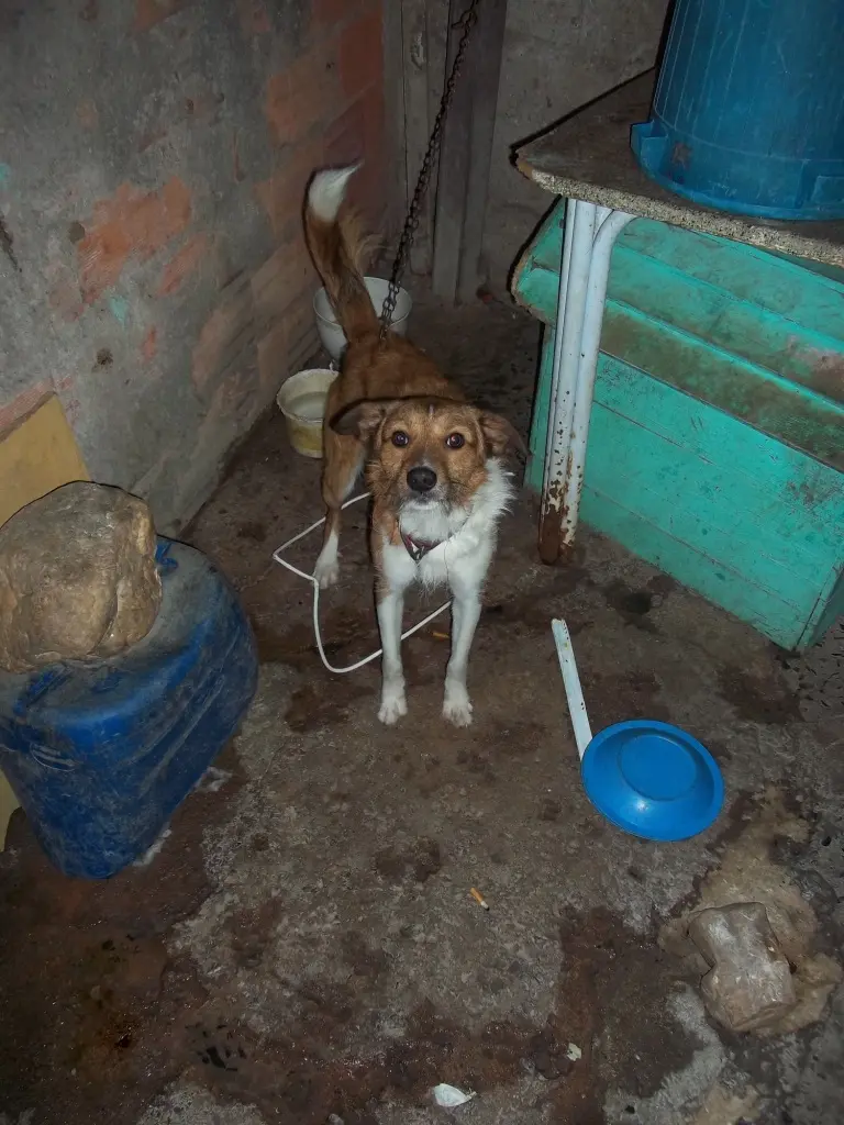 Zé (Foto: Divulgação)