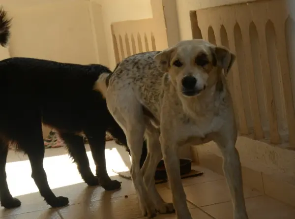 Moradores se unem para ajudar animais (Foto: M. Germano/JP)