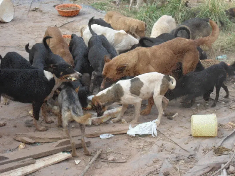 Aqueles que ajudarem os animais abandonados receberão incentivos fiscais (Foto: Reprodução Internet)