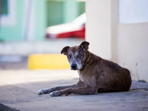 Abandono de animais em Alagoas é grande - Foto: Jonathan Lins/G1