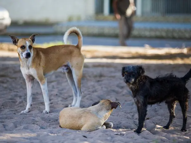 Animais dividem espaço com banhistas e turistas nas praias - Foto: Jonathan Lins/G1