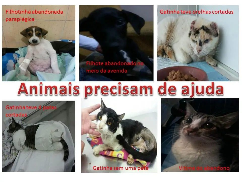 Animais adotados pela Gorete (Foto: Divulgação)