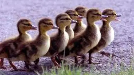 Patos em seu habitat natural, o melhor exemplo para as crianças (Foto: Divulgação)