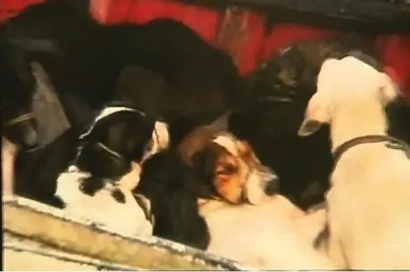 Animais foram retirados das ruas de forma violenta - Foto: Reprodução/Rede Record