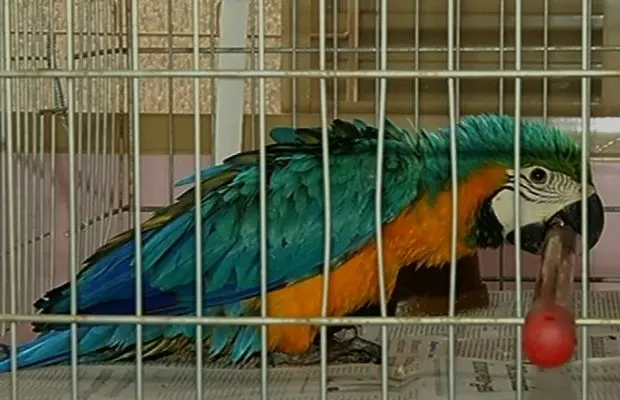 Arara se recupera em clínica veterinária de Rio Verde (Foto: Reprodução / TV Anhanguera)