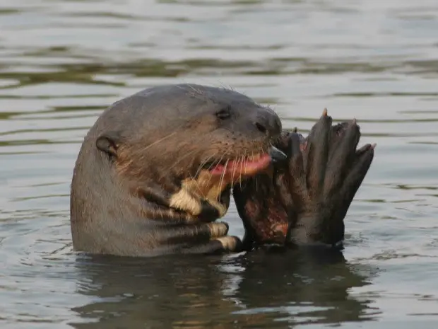 A ariranha é uma espécie pouco estudada em seu habitat no Brasil (Foto: Douglas Trent)