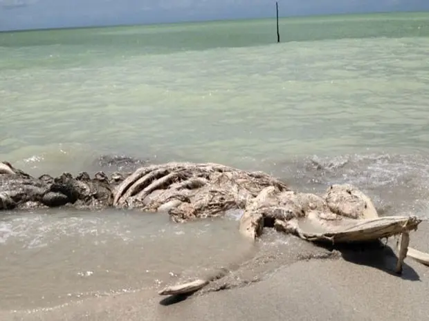 Restos do animal marinho encalharam em praia de Goiana, PE (Foto: Else Rabelo / Acervo Pessoal)