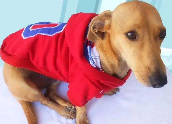 As roupas podem ajudar a proteger os cachorros no inverno. (Foto: divulgação)
