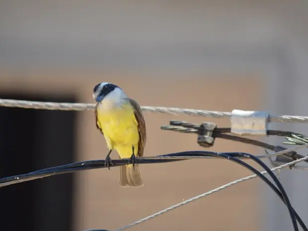 A presença dos animais no poste não apresenta nenhum tipo de perigo para humanos, afirma professora  (Foto: Miki Isozaki/VC no G1)