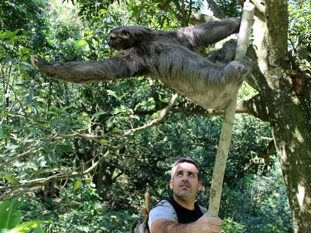 A preguiça foi libertada após ser resgatada na subida da Serra. (Foto: Divulgação/APA Petrópolis)