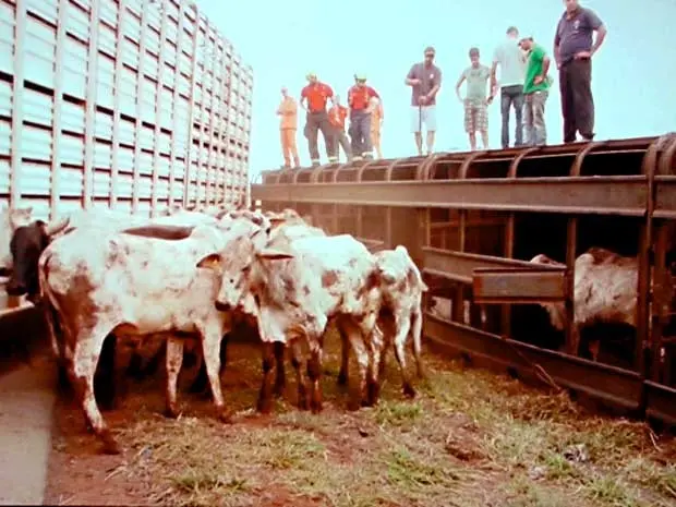 Boi são retirados do caminhão após tombo (Foto: Reprodução/TV Globo)