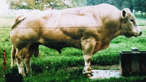 Boi Belgian Blue, que tem um defeito no gene que codifica a miostatina. Foto: Cortesia de Se-Jin Lee e Alexandra McPherron / PNAS para a Kuow.org