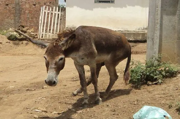 Animal precisa de ajuda urgente (Foto: Divulgação)