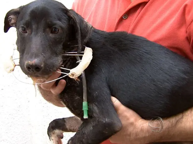 Cão passou por cirurgia  (Foto: Reprodução/TVCA)