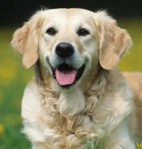 Cão pode chegar a 50kg - Foto: Divulgação