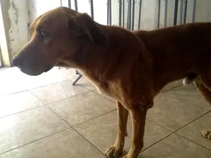 Cão foi abandonado por família que morava no  bairro (Foto: Matheus Mafepi/Arquivo pessoal)