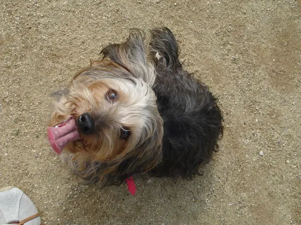 ste é o cachorro roubado na segunda-feira no Novo Mundo. Família procura animal (foto: Divulgação)