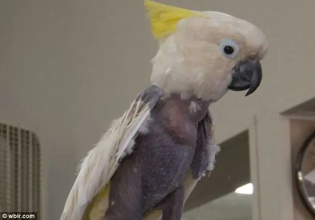 Calvície: uma cacatua chamada Lollibaby foi descoberta por oficiais em um laboratório de drogas no Condado de Morgan, Tennessee (EUA), onde os efeitos de substâncias químicas tóxicas provocaram que todas as penas dela caíssem.