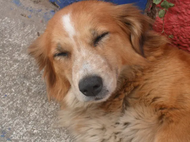 cachorra