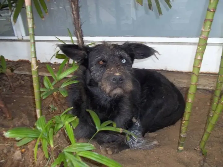 Cachorro está sofrendo nas ruas (Foto: Reprodução Facebook)