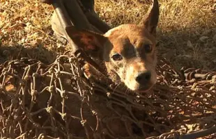 cachorro-ribeirão preto