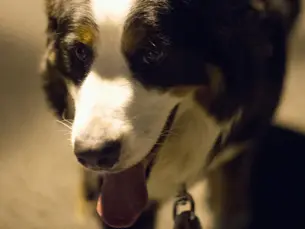 A caminhada noturna da "Walk Animal" quer arrecadar fundos para as associações de proteção animal. (Foto: Divulgação/ Jornalismo Porto Net)