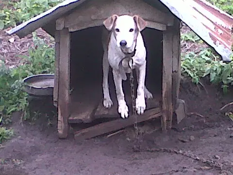 Todos os cães são saudáveis e estão castrados (Foto: Divulgação)