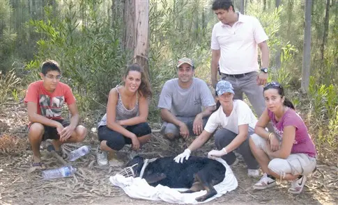 Cadela tinha sido abandonada com um tiro na nuca. (Foto: DR)