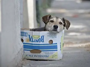 Cão de rua "improvisa" caminha com caixa de papelão em Bucareste(Foto: Vadim Ghirda/AP