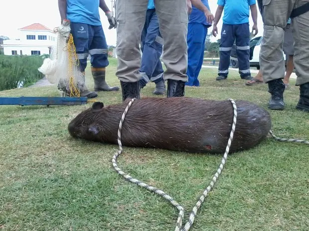 Marca de tiro foi encontrada na parte traseira do animal.  (Foto: Edivan Gomes/Arquivo pessoal)