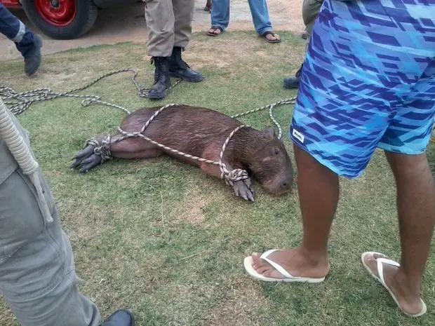 Capivara foi resgatada com a ajuda de cinco bombeiros.  (Foto: Edivam Gomes/Arquivo pessoal)