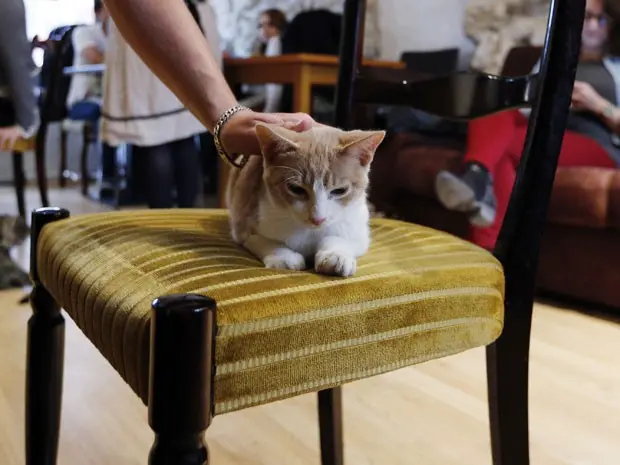 Gatos circulam livremente pela lanchonete (Foto: François Guillot /AFP)