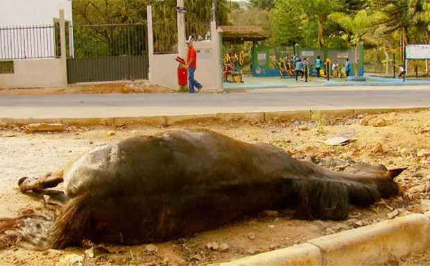  (Foto: Reprodução EPTV / Carlos Cazelato)