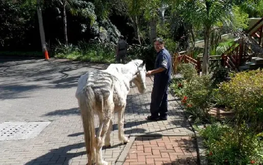 O animal, que está em condições precárias de saúde, foi encaminhado ao abrigo da EPTC e está recebendo tratamento e acompanhamento (Foto: Divulgação / PMPA)