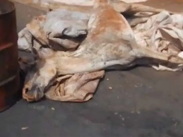 Cavalo teve que ser sacrificado em rua de Jaboticabal (Foto: Ricardo Alexandre Miciano)