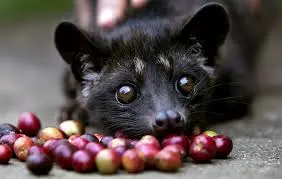 Animais são explorados para a produção do Kopi Luwak (Foto: Divulgação)