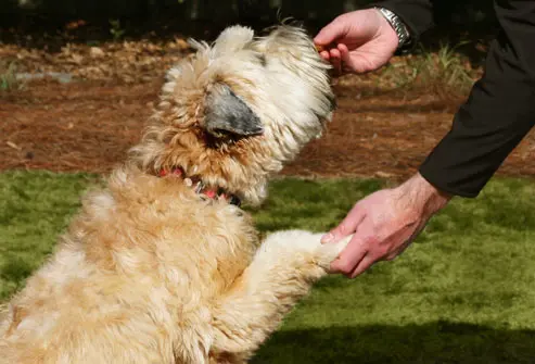 como-escovar-os-dentes-do-cachorro-10