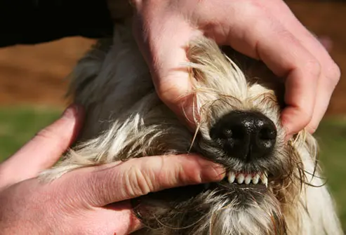 como escovar os dentes do cachorro 3