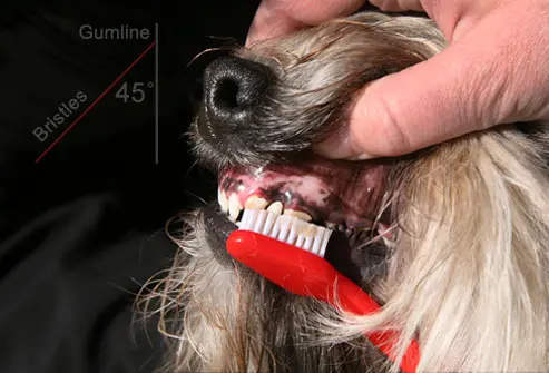 como-escovar-os-dentes-do-cachorro-5