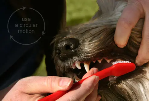 como-escovar-os-dentes-do-cachorro-7