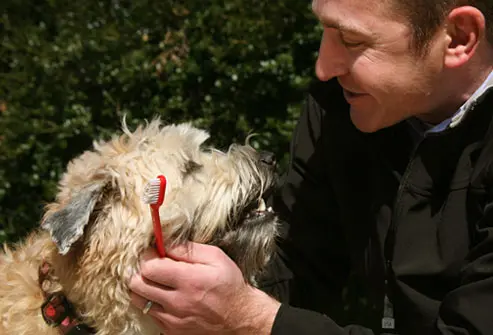 como-escovar-os-dentes-do-cachorro-9