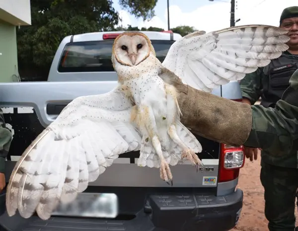 Coruja apreendida no Conde não está em boas condições de saúde e será solta após tratamento (Foto: Walter Paparazzo/G1)