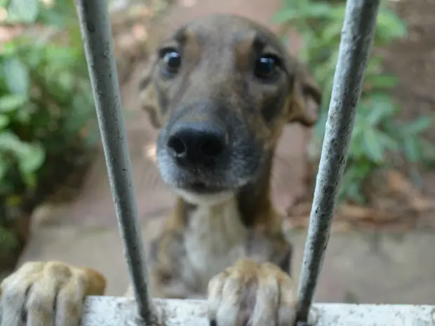 Cadela será encaminhada para o veterinário (Foto: Eduardo Duarte/G1)