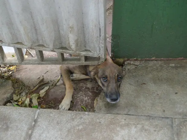 Animal fica na sede do Partido Verde, no centro de Rio Branco (Foto: Eduardo Duarte/G1)