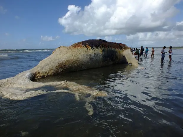 Baleia encalha em Morro de São Paulo (Foto: Rota Tropical / Arquivo Pessoal)