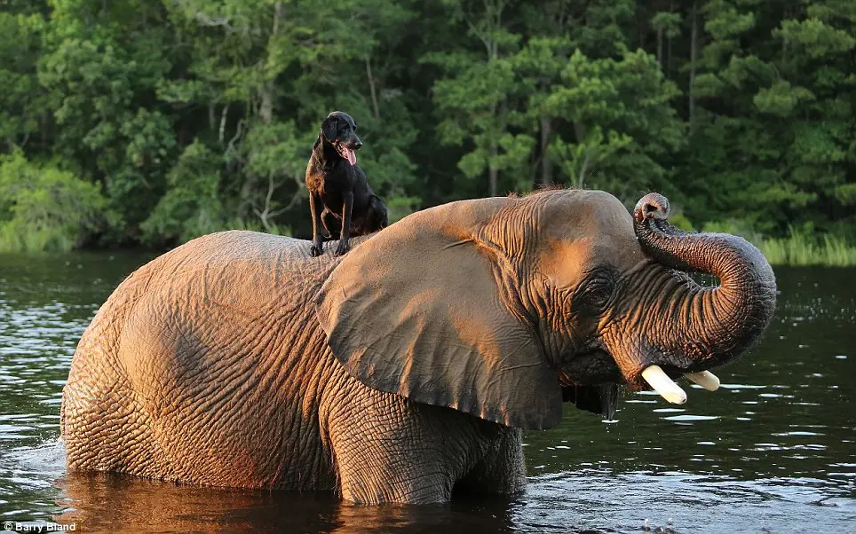 Bubbles estava entre os poucos animais órfãos que foram enviados para os Estados Unidos onde um punhado de instalações esperava sua chegada depois de seus pais terem sido mortos por caçadores em busca de suas presas.