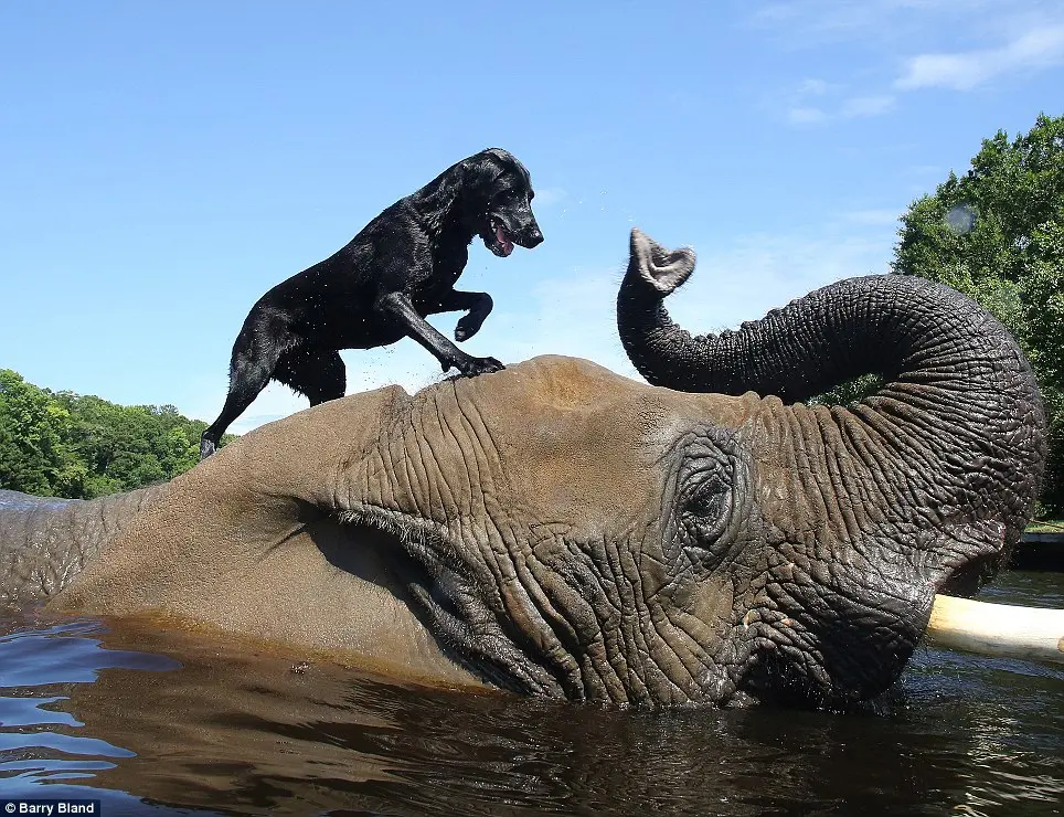 Bella e Bubbles brincam de bola na reserva aquática no Myrtle Beach Safari, também habitada por outras espécies de animais ameaçados.